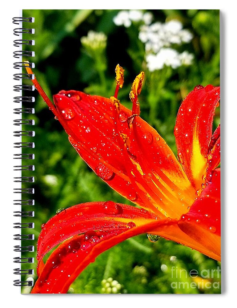 Sea Spiral Notebook featuring the photograph Lily and raindrops by Michael Graham