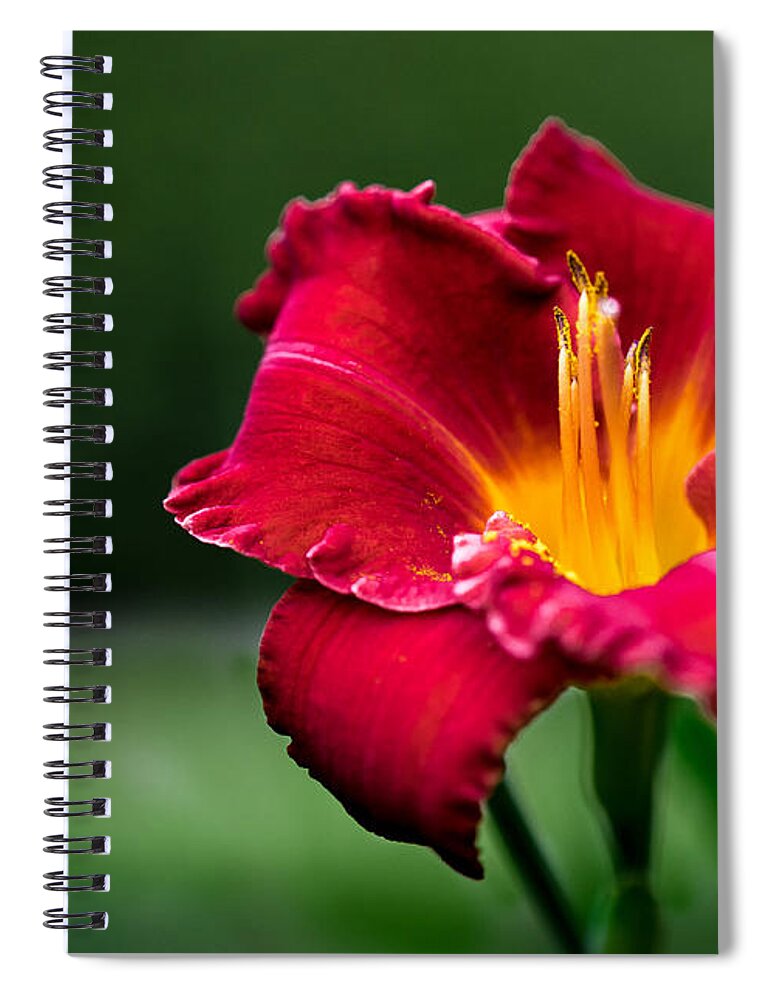 Daylily Spiral Notebook featuring the photograph Lily Beauty by Ches Black