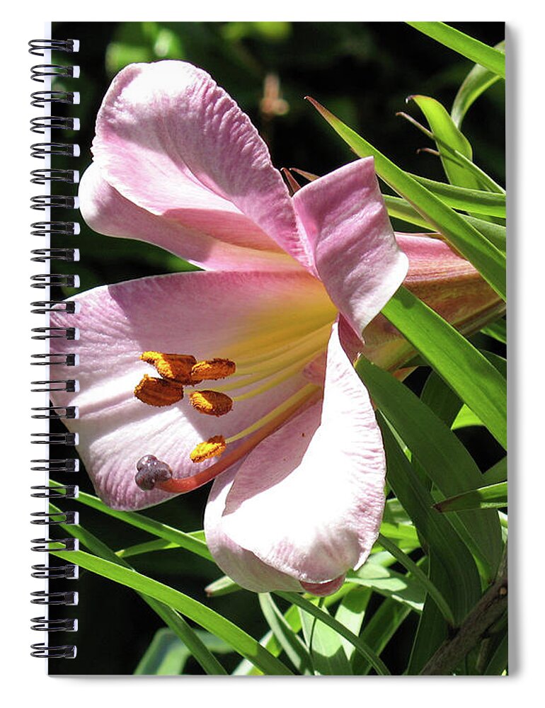 Brad Brailsford Spiral Notebook featuring the photograph Lily by Brad Brailsford