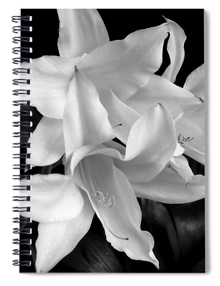 Lily Spiral Notebook featuring the photograph Lily Flowers Black and White by Jennie Marie Schell