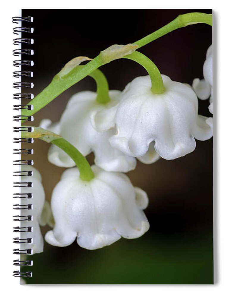 Lily Of The Valley Spiral Notebook featuring the photograph Lily Of The Valley Flowers by Tamara Becker
