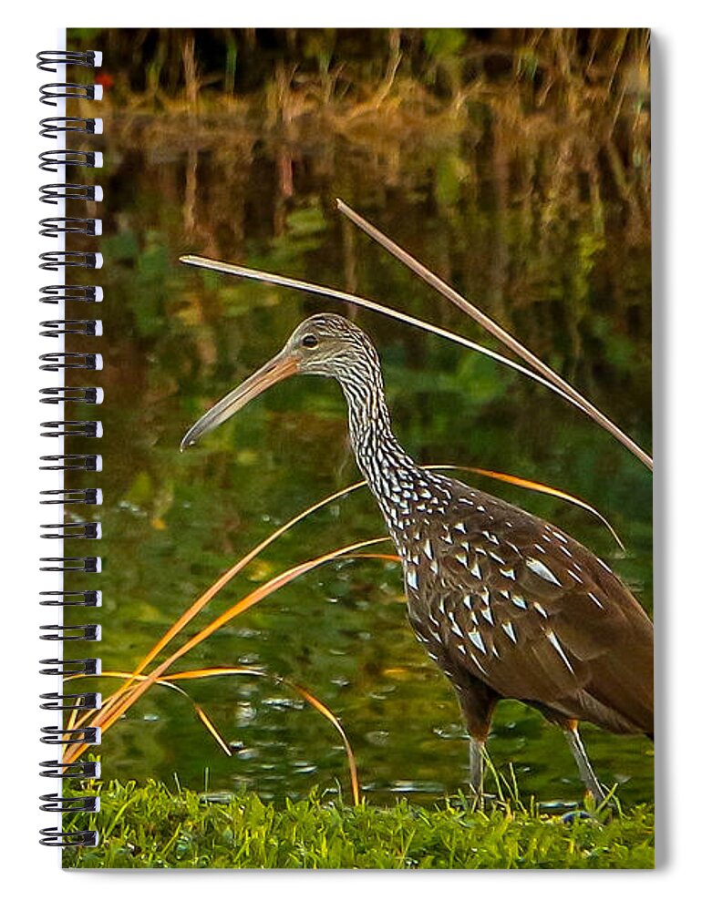 Limpkin Spiral Notebook featuring the photograph Limpkin at Water's Edge by Tom Claud