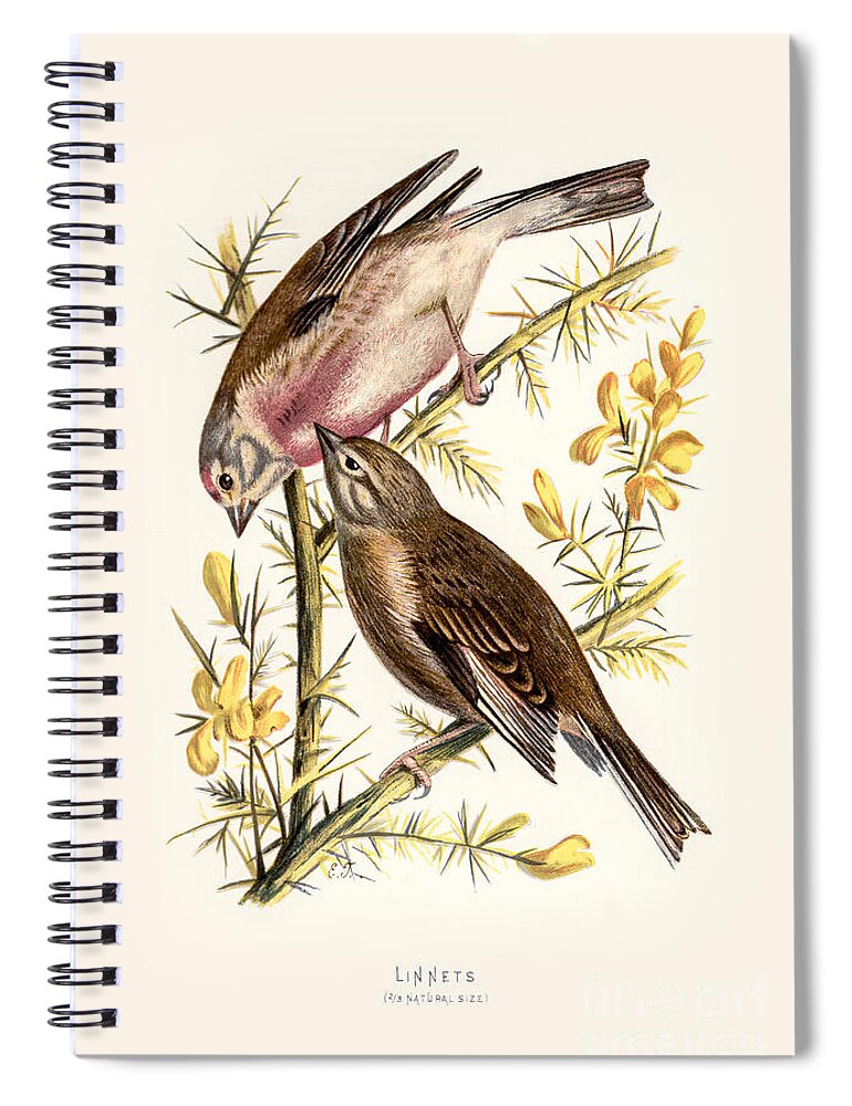 Birds Spiral Notebook featuring the digital art Linnets Restored by Pablo Avanzini
