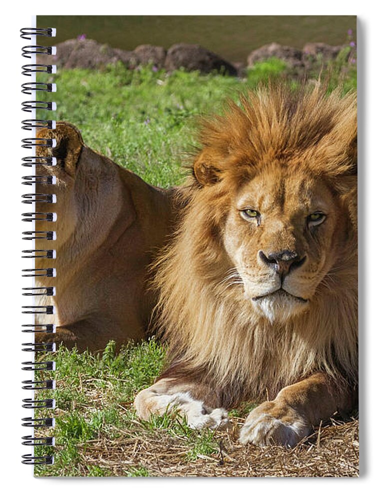 Mane Spiral Notebook featuring the photograph Lion and Lioness by Karen Jorstad