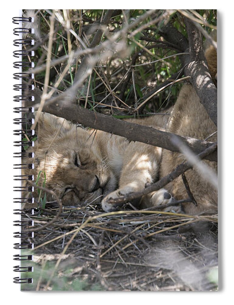 Africa Spiral Notebook featuring the photograph Lion cub sleeping in bush, Serengeti, Tanzania by Karen Foley