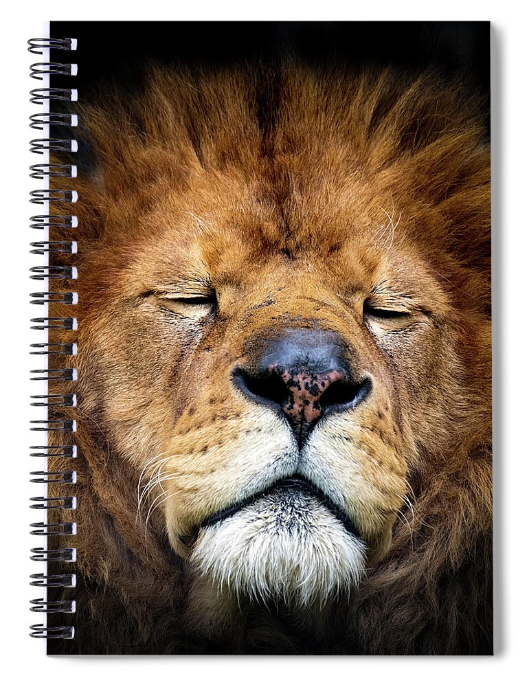 Lion Spiral Notebook featuring the photograph Lion sleeping by Sam Rino