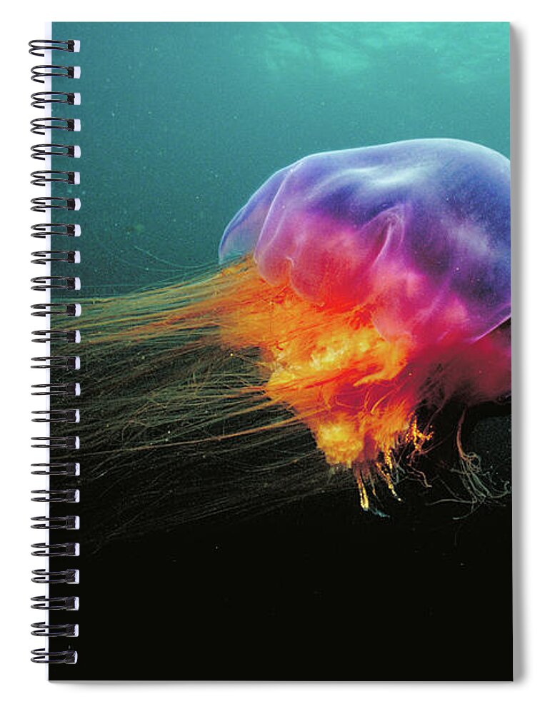 00301208 Spiral Notebook featuring the photograph Lions Mane Cyanea Capillata Jellyfish by Scott Leslie