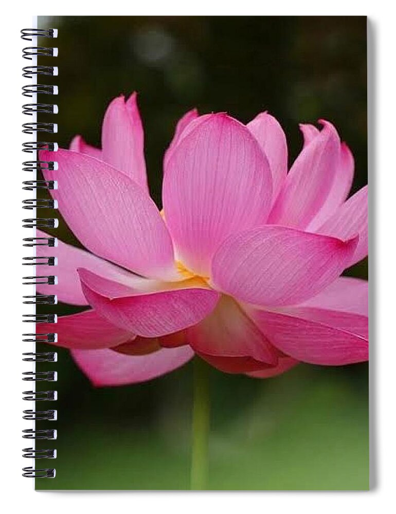 Pink Spiral Notebook featuring the photograph Lipstick Pink by Carolyn Mickulas