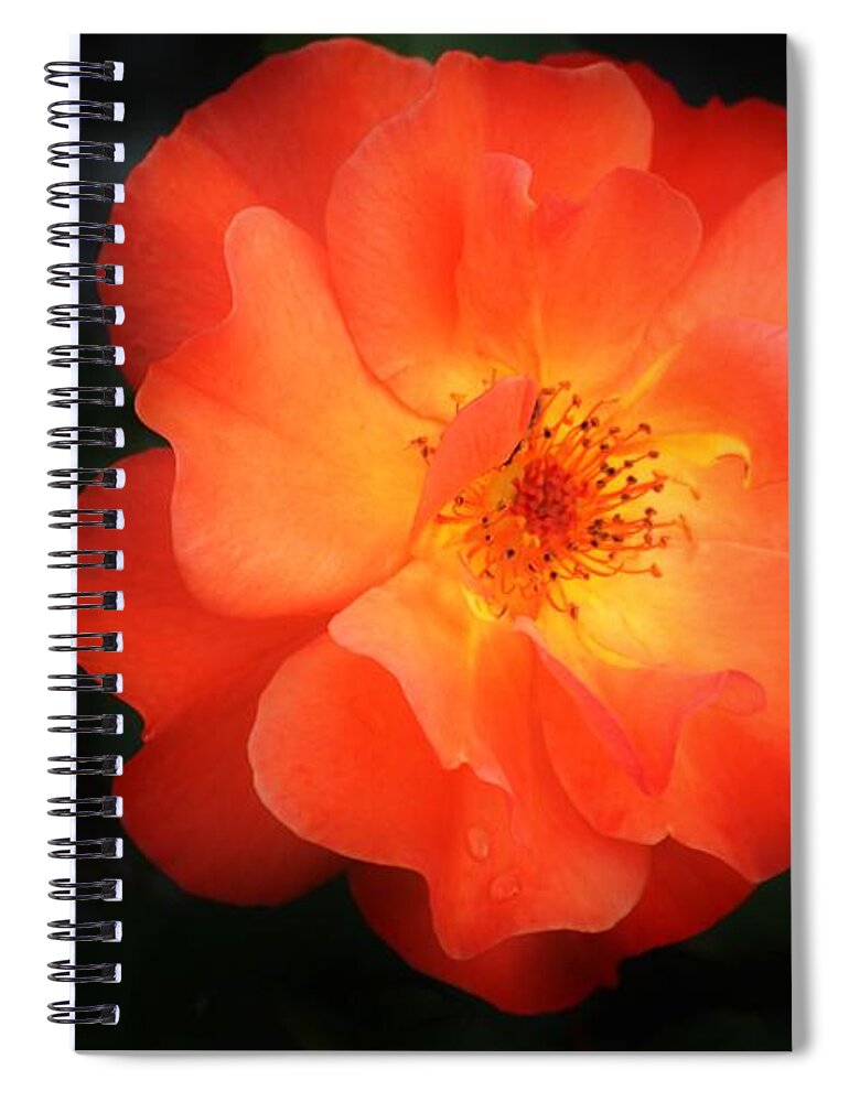 Flower Spiral Notebook featuring the photograph Lite up by Merle Grenz