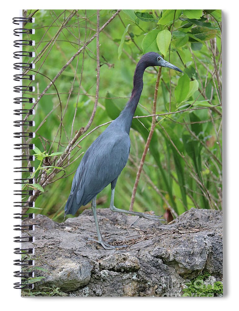 Little Blue Heron Spiral Notebook featuring the photograph Little Blue Heron on Rock Fence by Carol Groenen