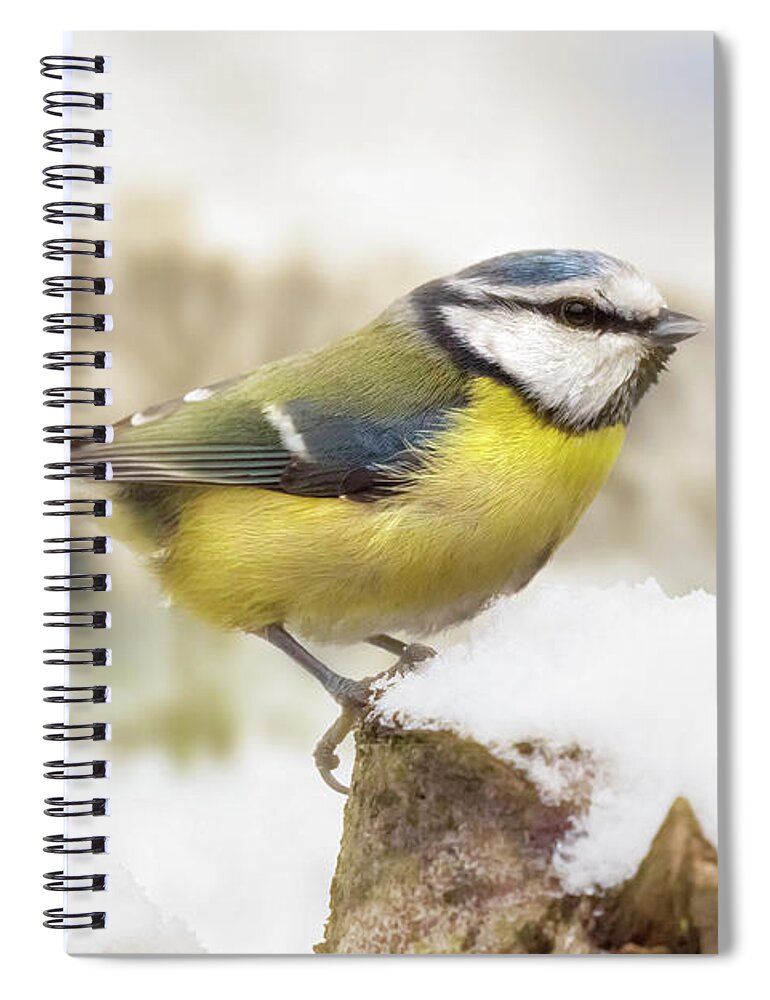 Snow Spiral Notebook featuring the photograph Little blue tit in winter snow by Simon Bratt