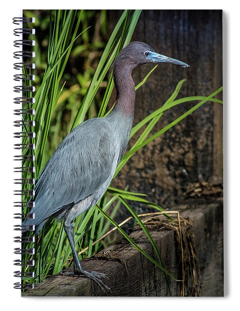 Nature Wildlife Spiral Notebook featuring the photograph Little Blue Under Bridge by Robert Frederick