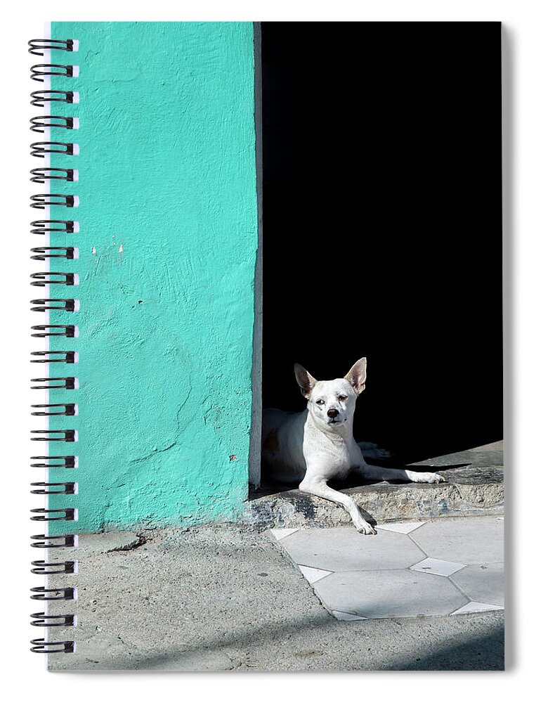 Dog Spiral Notebook featuring the photograph Little Dog in Doorway Havana Cuba by Charles Harden