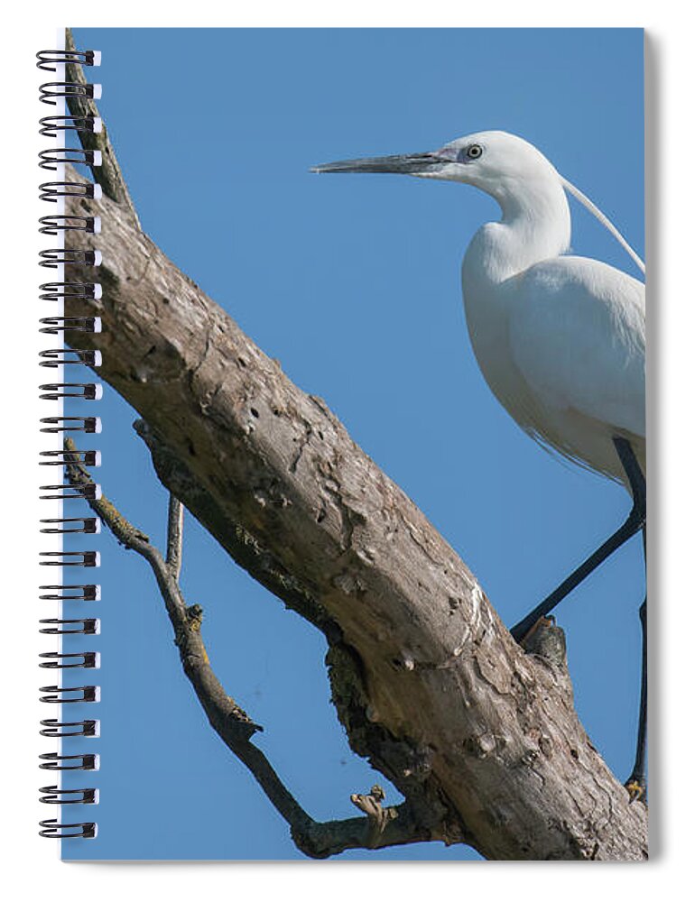 Animal Spiral Notebook featuring the photograph Little egret #1 by Jivko Nakev