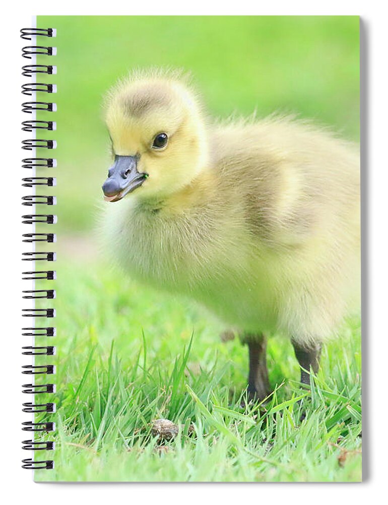 Goose Spiral Notebook featuring the photograph Little Goose by Steve McKinzie