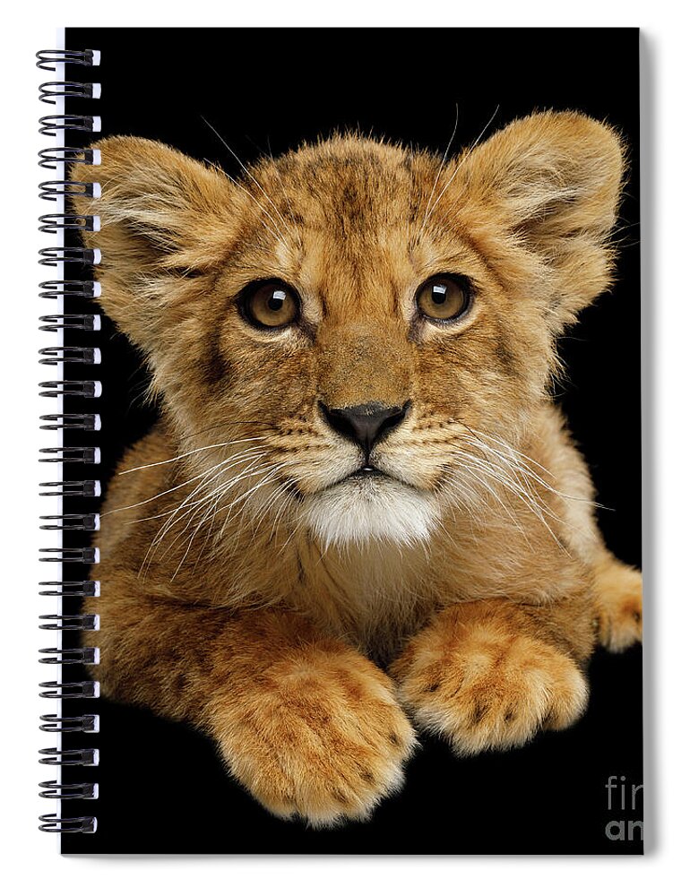 Lion Spiral Notebook featuring the photograph Little Lion by Sergey Taran
