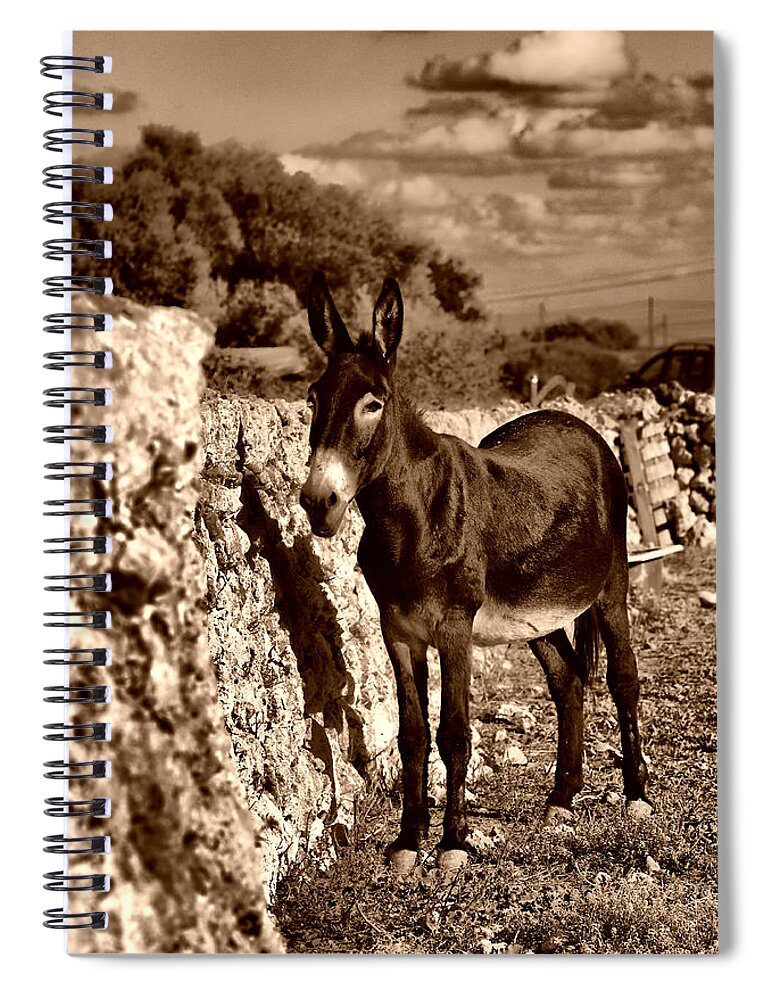 Donkey Spiral Notebook featuring the photograph Little Mediterranean Donkey Dreams With White Eyes And Belly in sephia By Pedro Cardona by Pedro Cardona Llambias