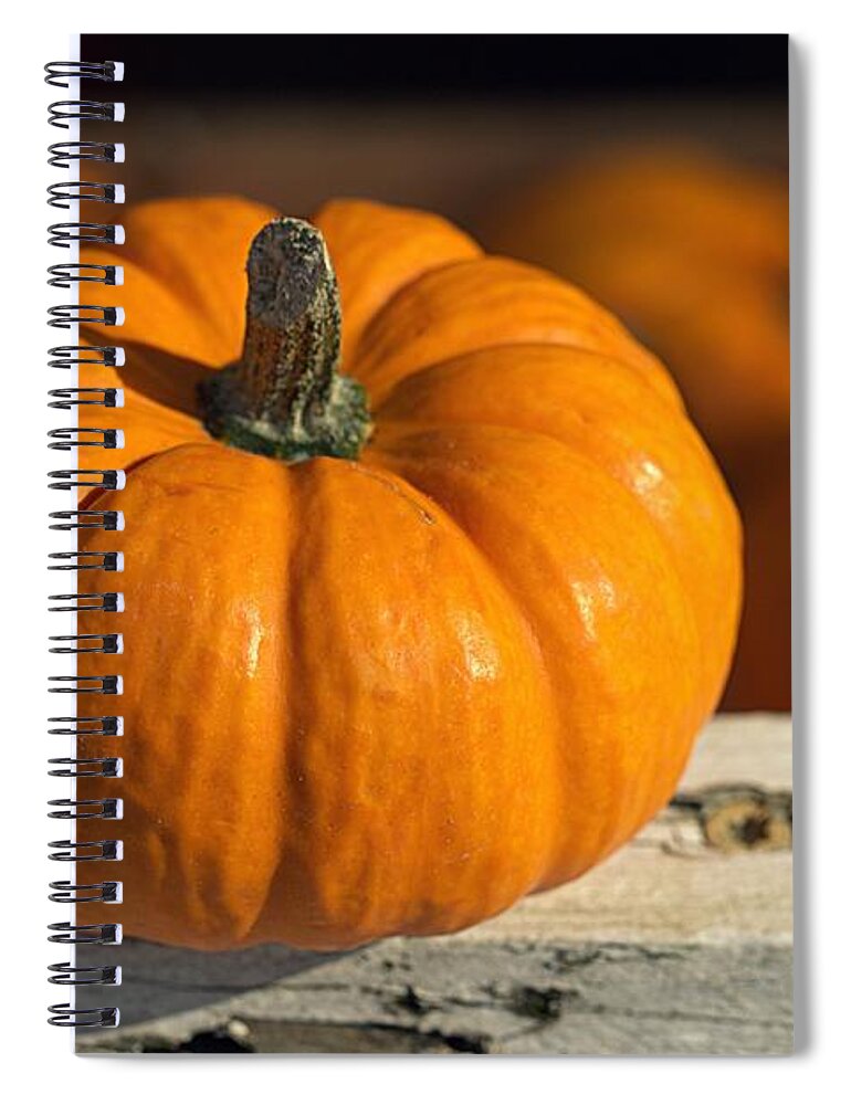 Skompski Spiral Notebook featuring the photograph Little Pumpkin by Joseph Skompski