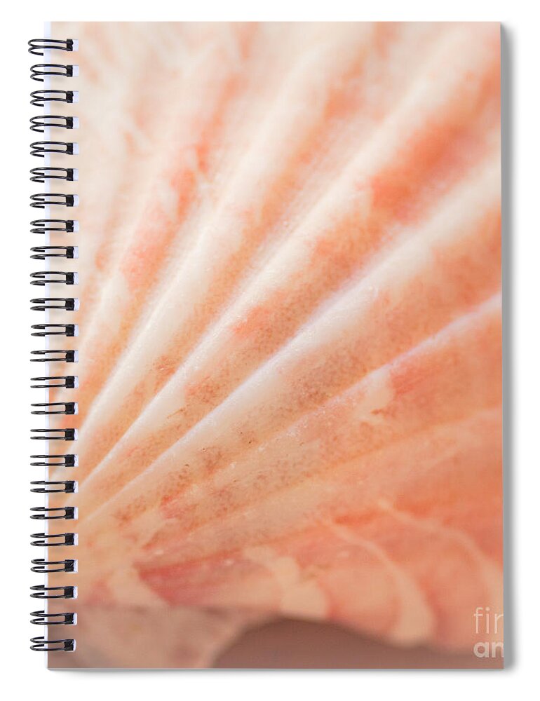 Seashell Spiral Notebook featuring the photograph Little Seashell by Ana V Ramirez