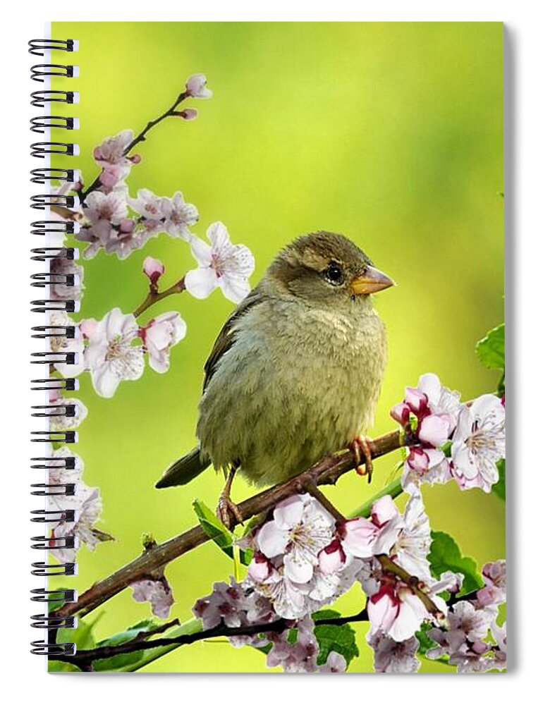 Sparrow Spiral Notebook featuring the pyrography Little Sparrow by Morag Bates