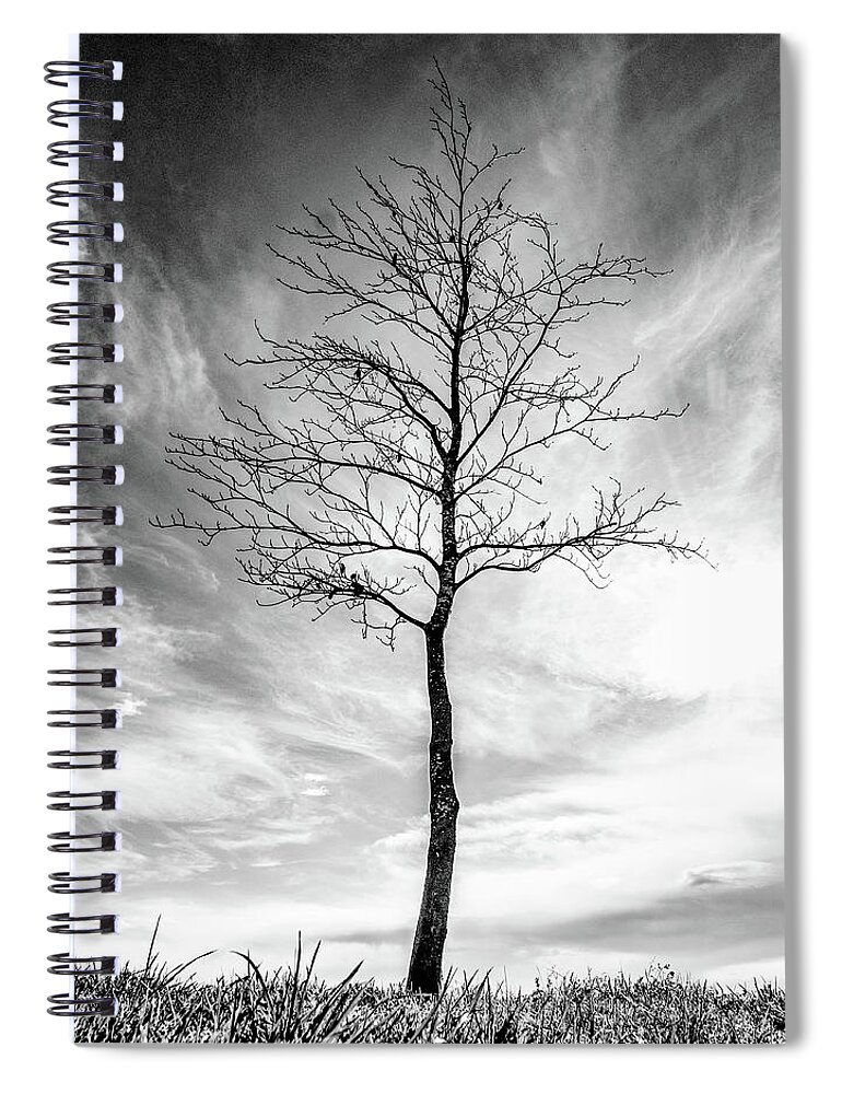 Tree Spiral Notebook featuring the photograph Little Tree by Roseanne Jones