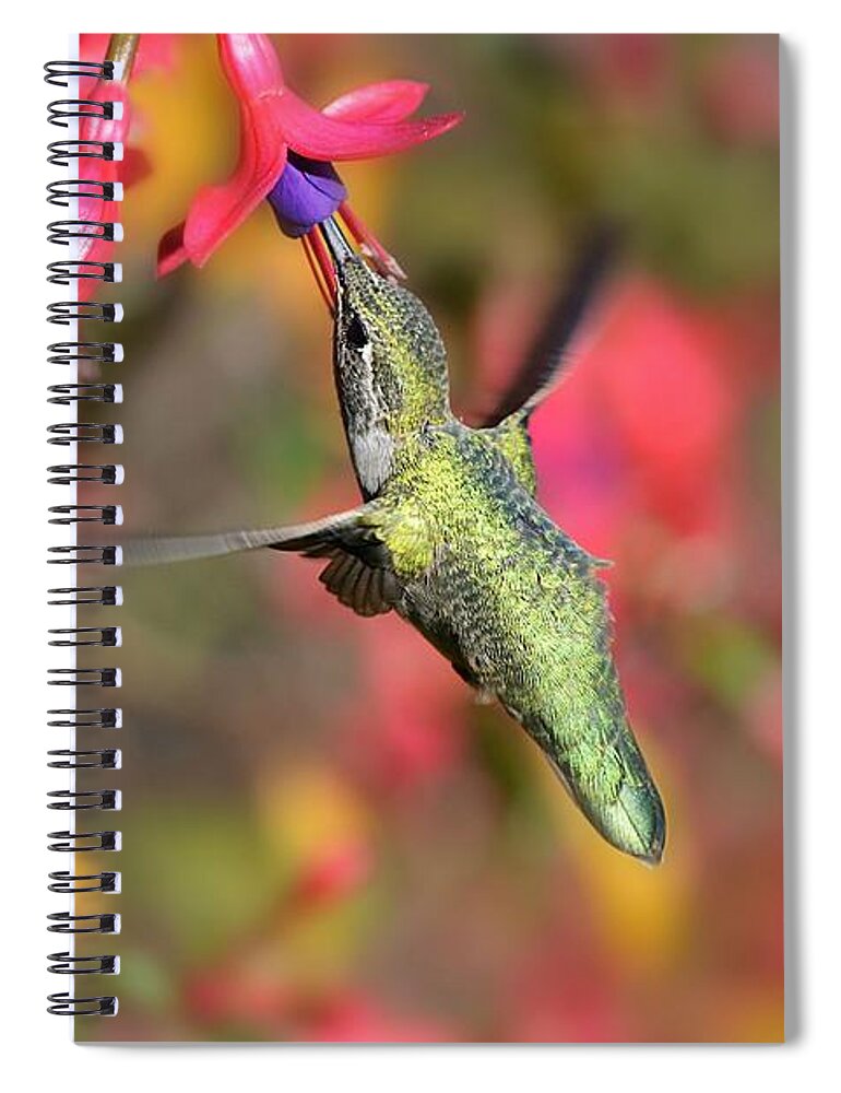 Hummingbird Spiral Notebook featuring the photograph Little Wonder by Carolyn Mickulas