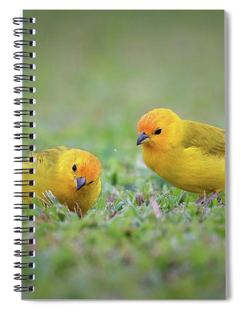 Orange Fronted Yellow Finch Spiral Notebook featuring the photograph Litttle Yellow Finch by Susan Rissi Tregoning