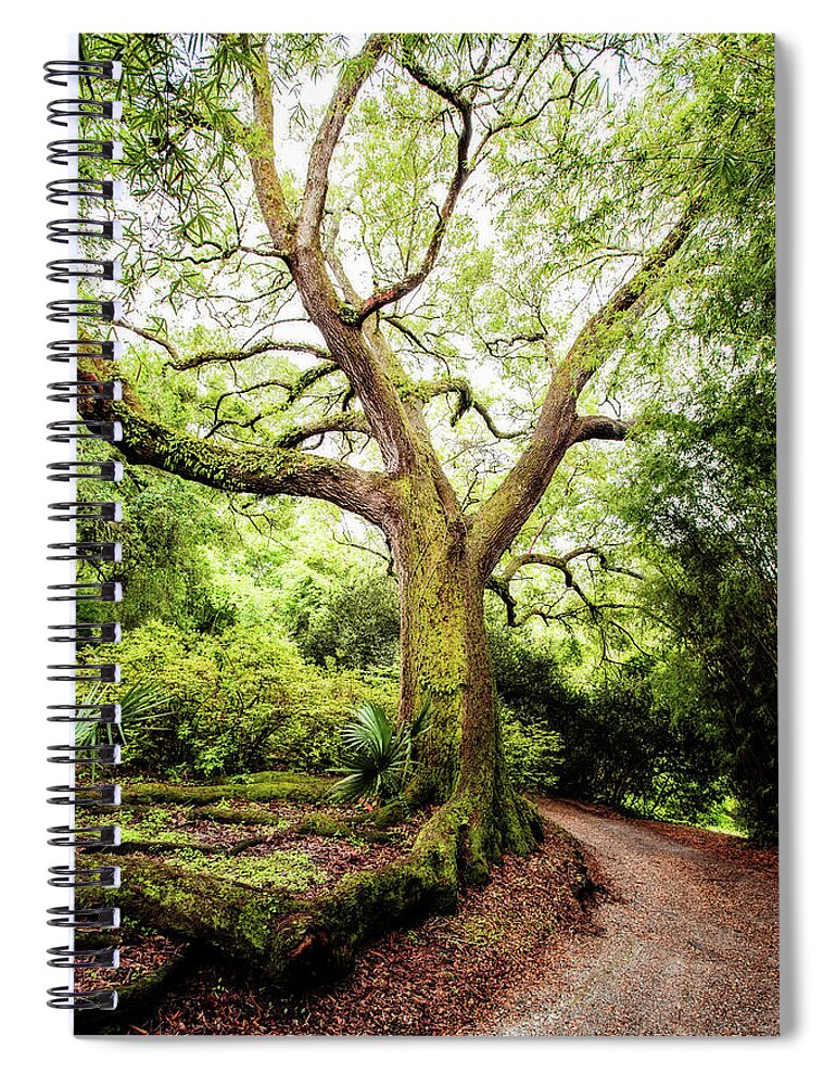 Live Oak Spiral Notebook featuring the photograph Live Oak Magic by Scott Pellegrin