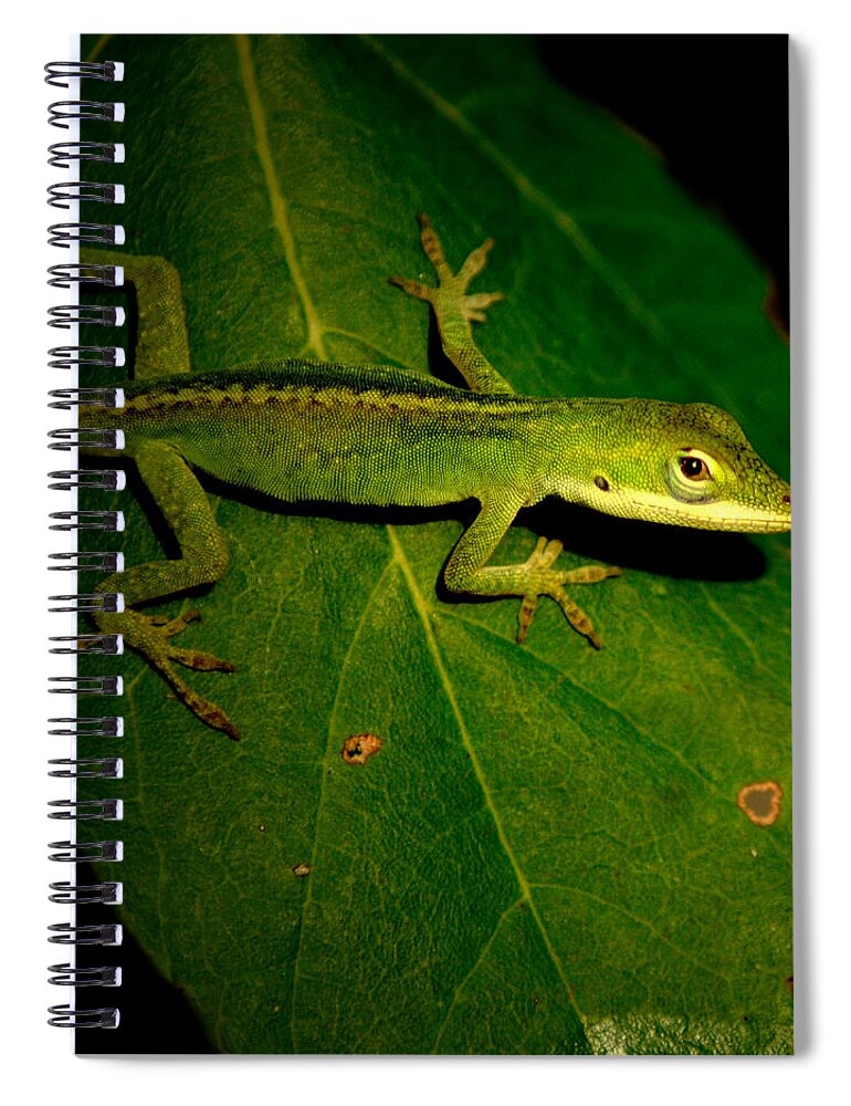  Spiral Notebook featuring the photograph Lizard 5 by David Weeks