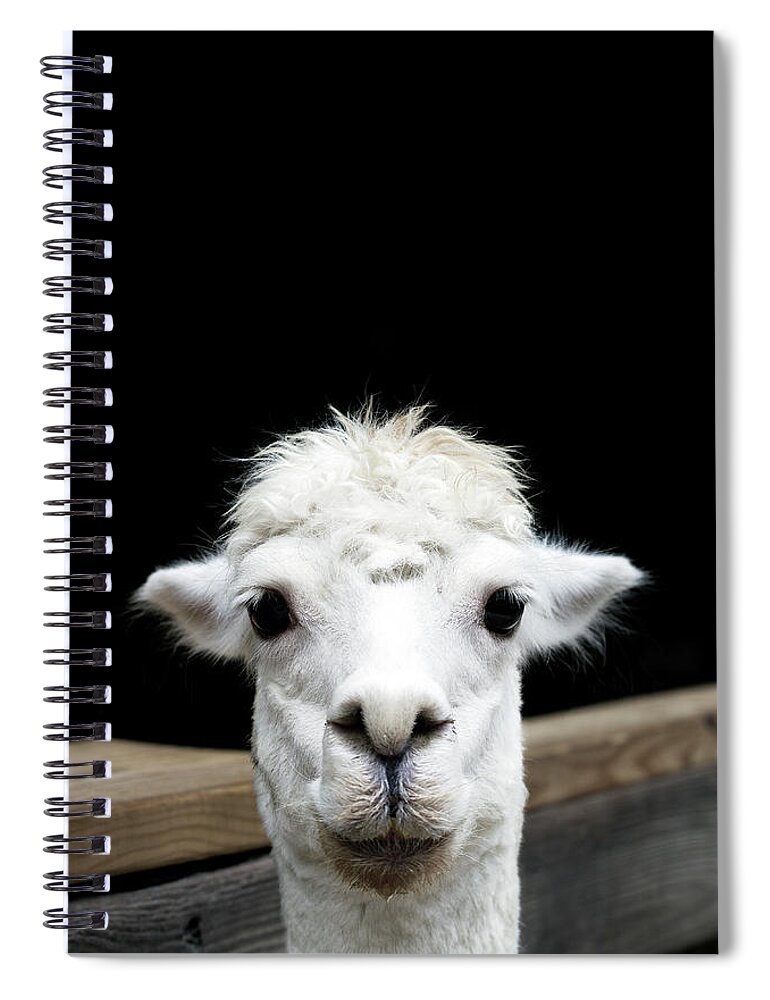 #faatoppicks Spiral Notebook featuring the photograph Llama by Lauren Mancke