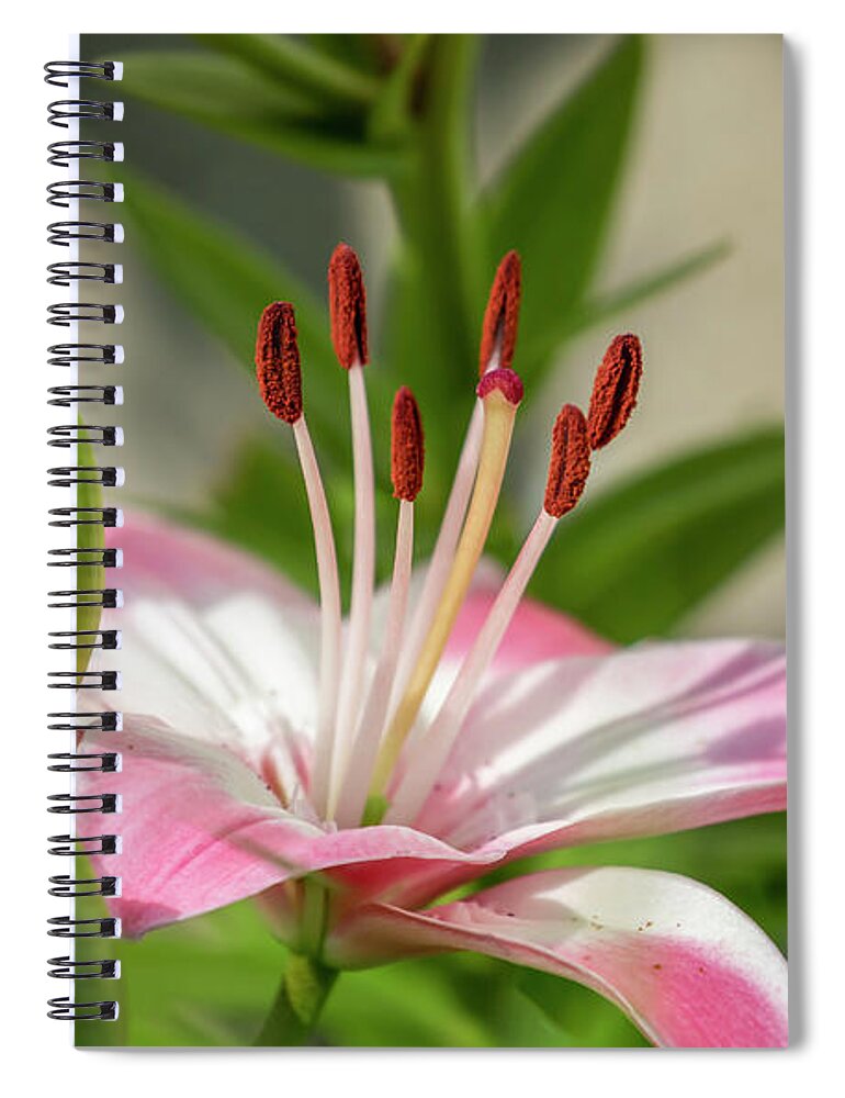 Lollipop Lily Spiral Notebook featuring the photograph Lollipop Lily 2018-1 by Thomas Young