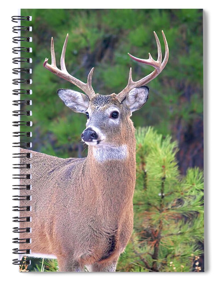 Deer Spiral Notebook featuring the photograph Lone Buck by Rebecca Langen