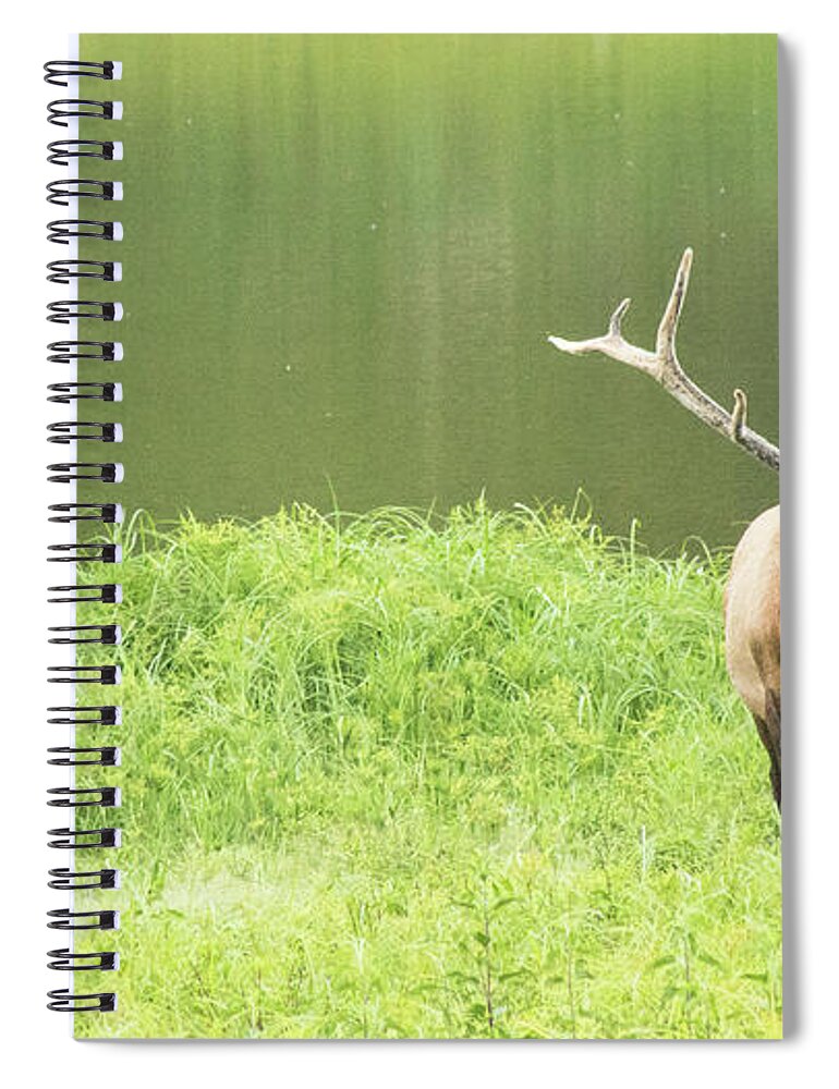 Elk Spiral Notebook featuring the photograph Lone Elk by Holly Ross