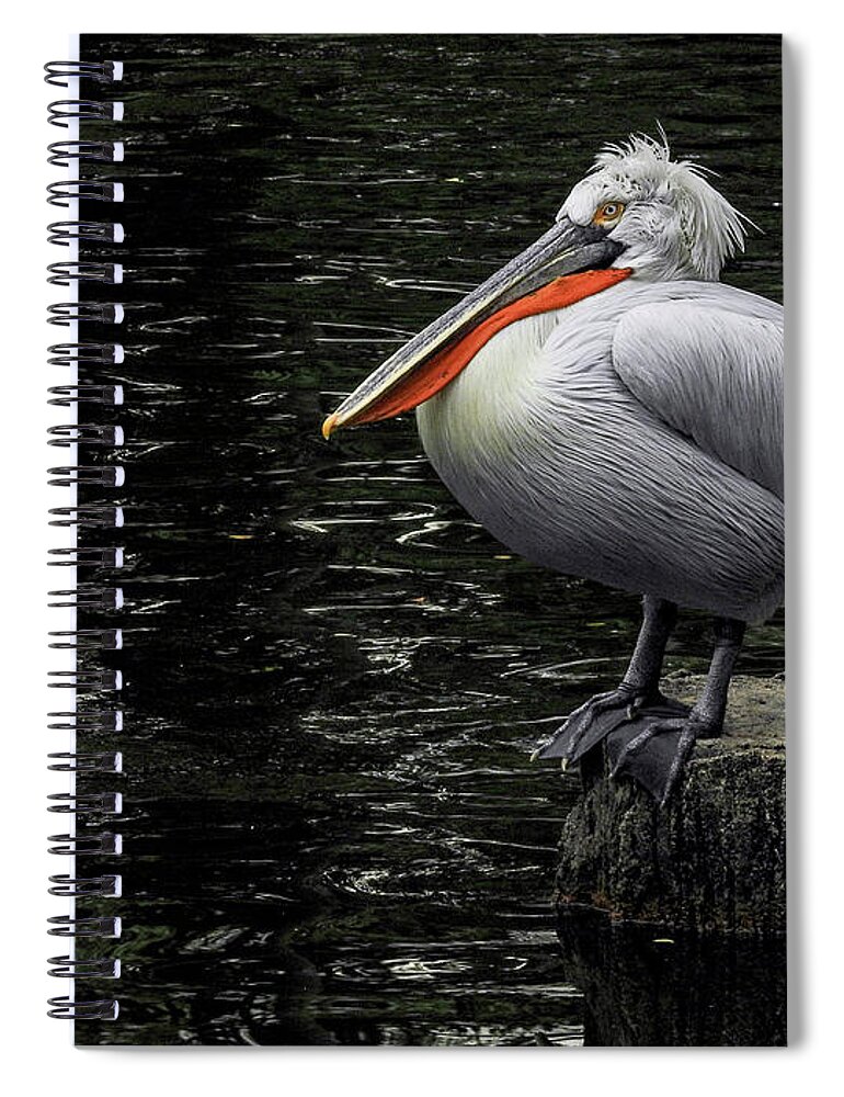 Lonely Spiral Notebook featuring the photograph Lonely Pelican by Pradeep Raja Prints