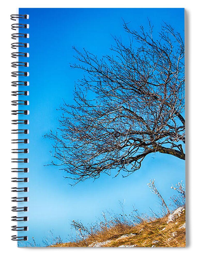 Bulgaria Spiral Notebook featuring the photograph Lonely Tree Blue Sky by Jivko Nakev