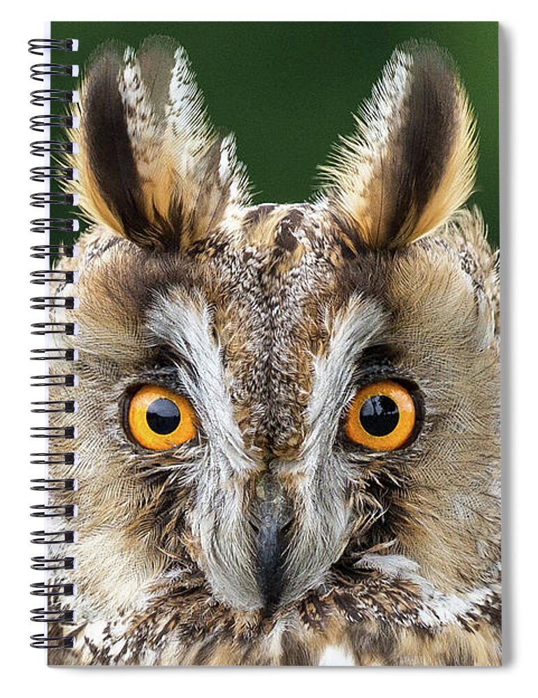 Long Eared Owl Spiral Notebook featuring the photograph Long Eared Owl 1 by Nigel R Bell