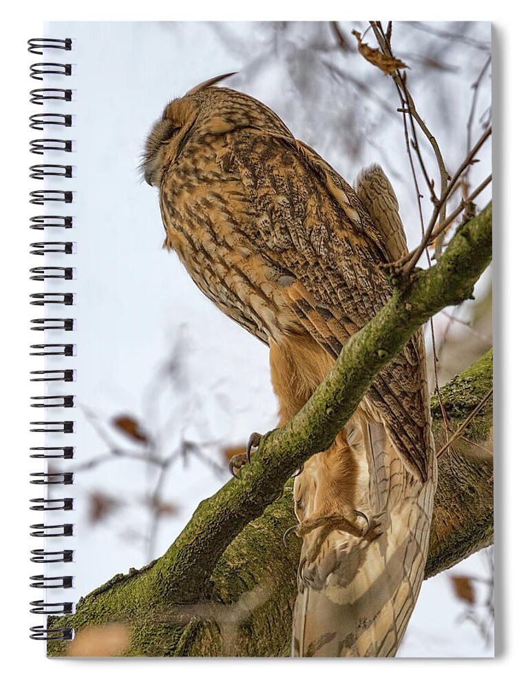 Long-eared Owl Spiral Notebook featuring the photograph Long Eared Owl 2 by Nadia Sanowar