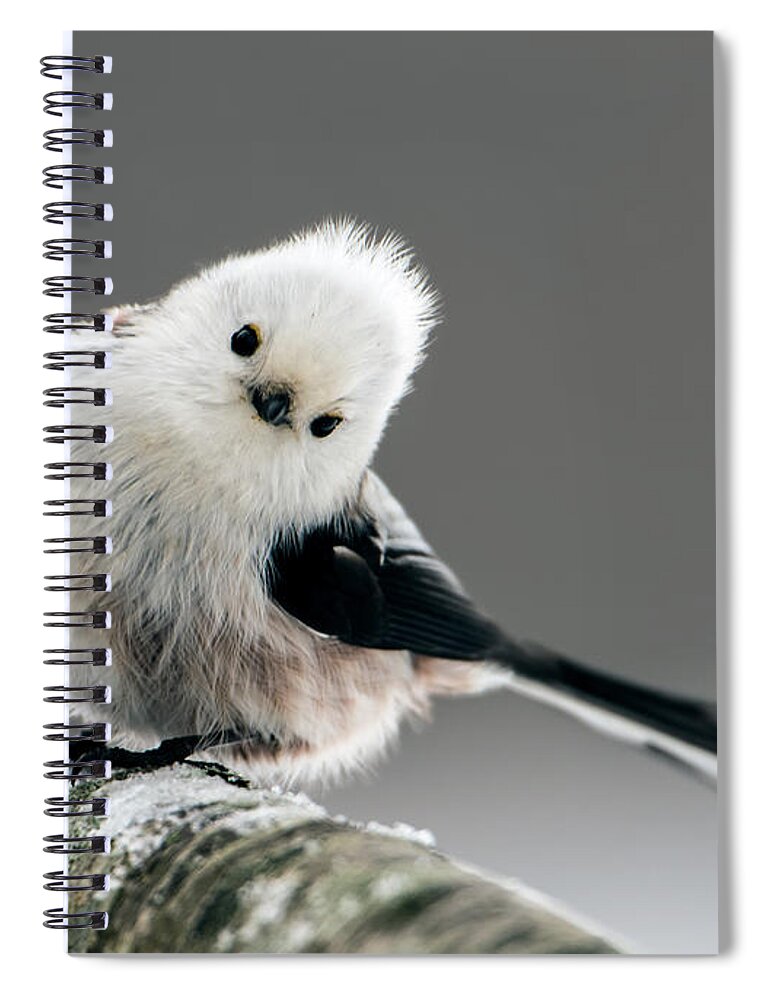 Charming Long-tailed Look Spiral Notebook featuring the photograph Charming Long-tailed look by Torbjorn Swenelius