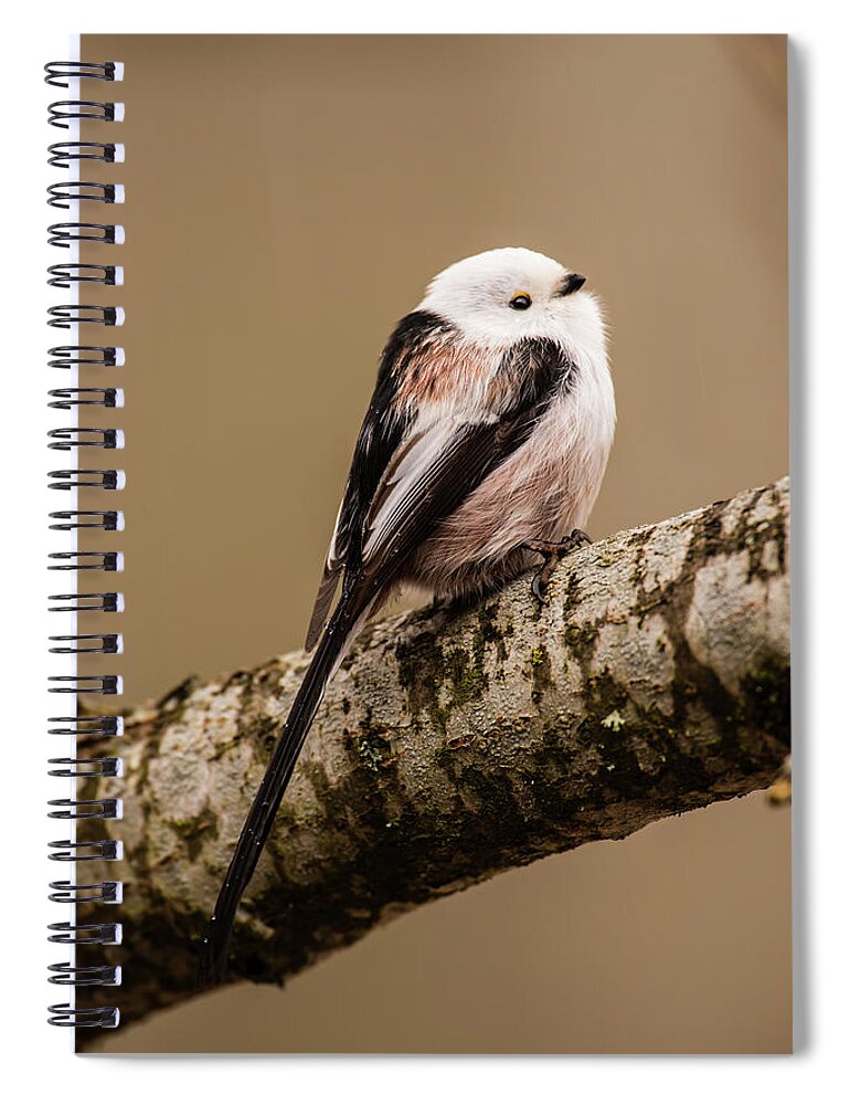 Long-tailed Tit Spiral Notebook featuring the photograph Long-tailed tit on the oak branch by Torbjorn Swenelius