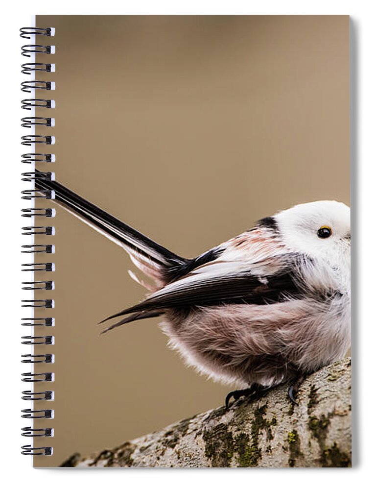 Long-tailed Tit Spiral Notebook featuring the photograph Long-tailed tit wag the tail by Torbjorn Swenelius