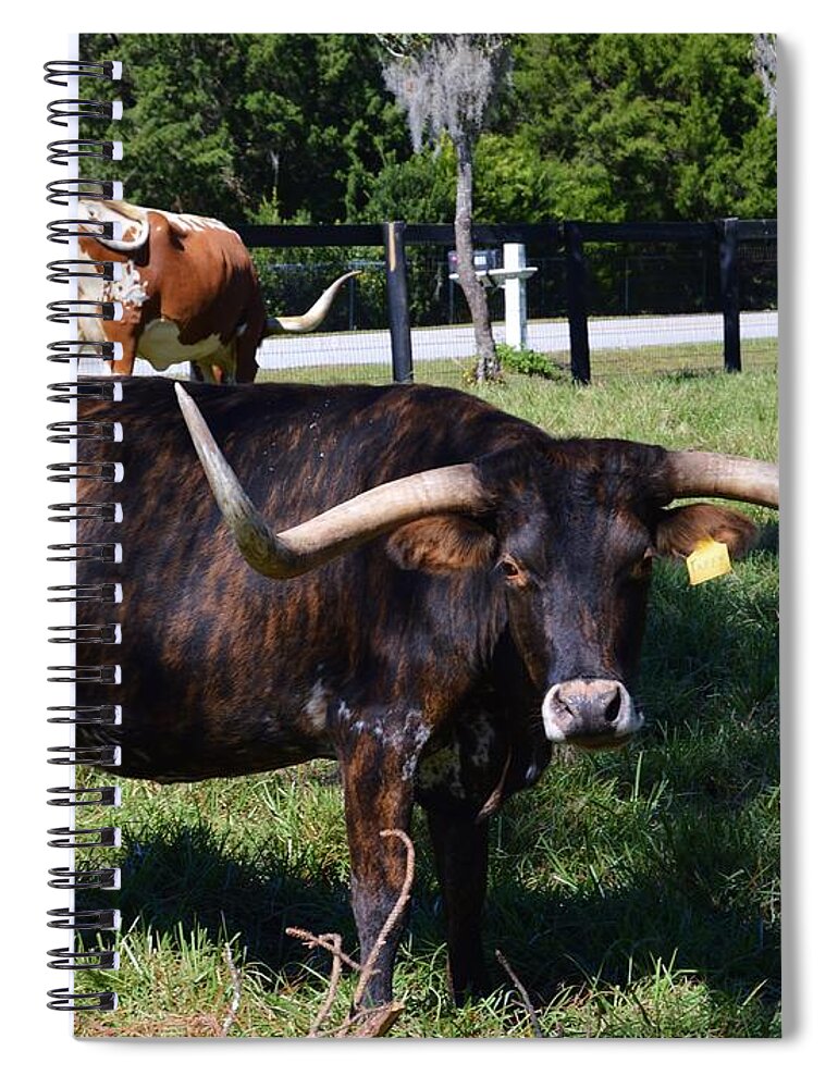 Longhorn With The Yellow Tag Spiral Notebook featuring the photograph Longhorn With The Yellow Tag by Warren Thompson