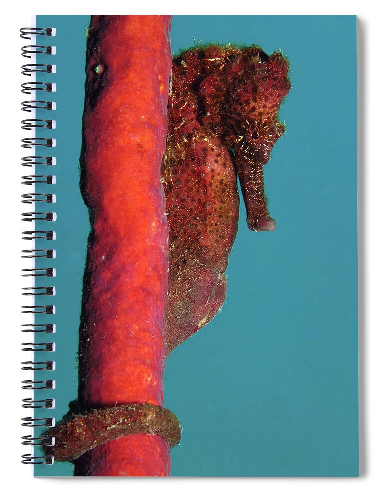 Longsnout Seahorse Spiral Notebook featuring the photograph Longsnout Seahorse, St. Croix, U.S. Virgin Islands 5 by Pauline Walsh Jacobson