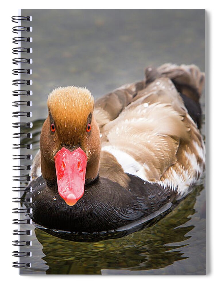 Animal Spiral Notebook featuring the photograph Look into my Eyes by John Wadleigh