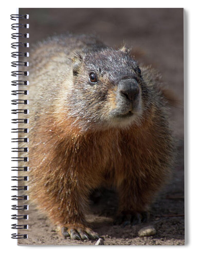 Wyoming Spiral Notebook featuring the photograph Looking for Dinner by Frank Madia