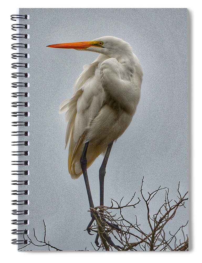 Bald Eagles Spiral Notebook featuring the photograph Looking by Kathi Isserman