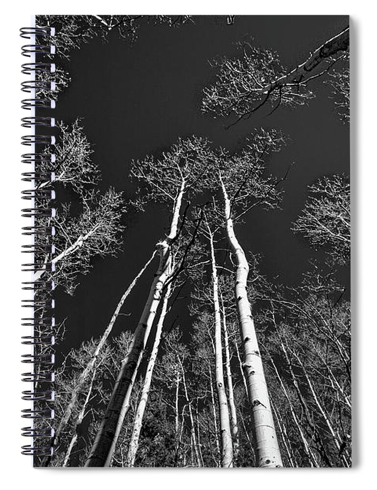 Forest Spiral Notebook featuring the photograph Looking Up at the Aspens by Stuart Litoff