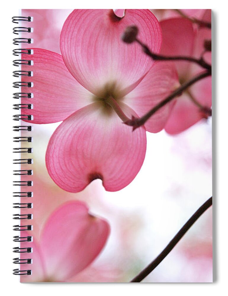 Flowers Spiral Notebook featuring the photograph Looking Up In Springtime by Dorothy Lee
