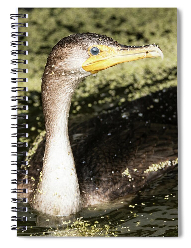Cormorant Spiral Notebook featuring the photograph Lost Juvenile Cormorant by Michael Hall