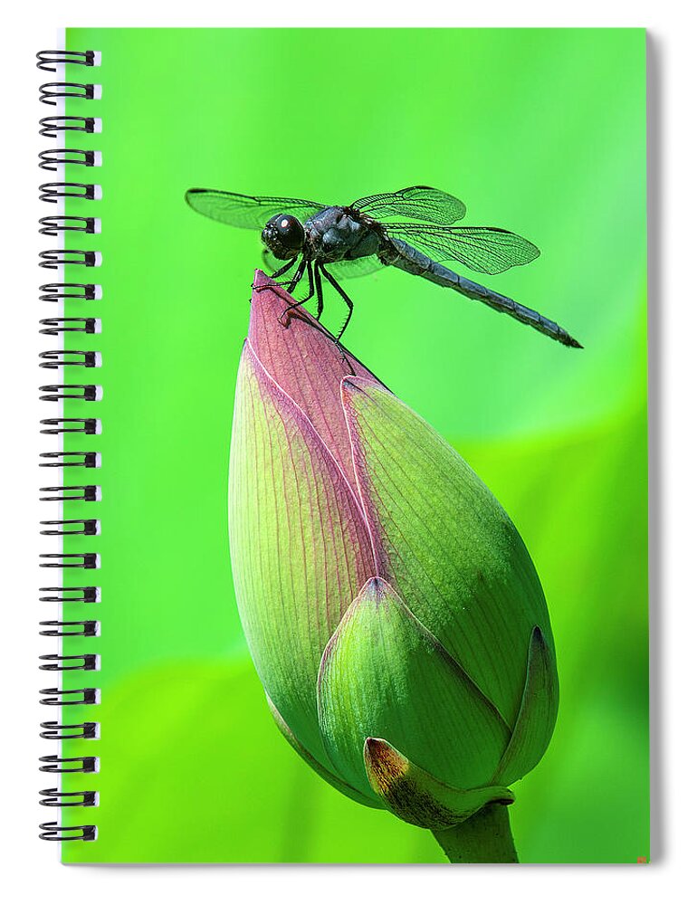 Lotus Spiral Notebook featuring the photograph Lotus Bud and Slaty Skimmer Dragonfly DL0105 by Gerry Gantt