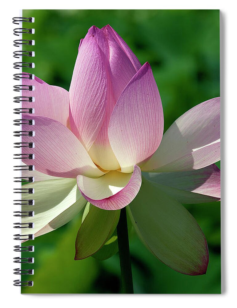 Lotus Spiral Notebook featuring the photograph Lotus Bud--Getting the Hang of It iv DL0096 by Gerry Gantt